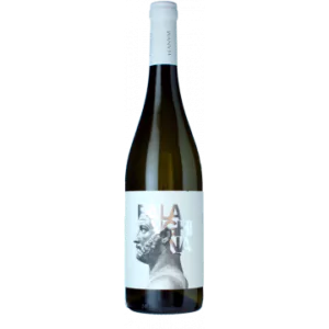 favugne falanghina bianco 2022 cantine teanum - Die Welt der Weine